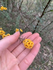 Dillwynia sieberi