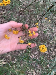 Dillwynia sieberi