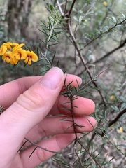 Dillwynia sieberi