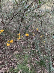 Dillwynia sieberi