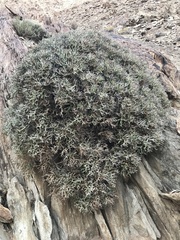 Euphorbia lignosa