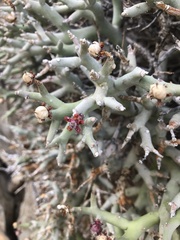 Euphorbia lignosa