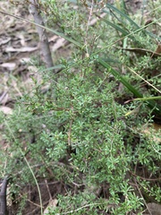 Pultenaea parviflora