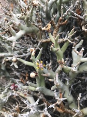 Euphorbia lignosa