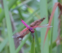 Trithemis aurora