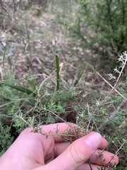 Pultenaea parviflora