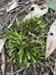 Triquetrella papillata