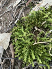 Triquetrella papillata