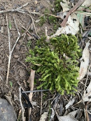 Triquetrella papillata