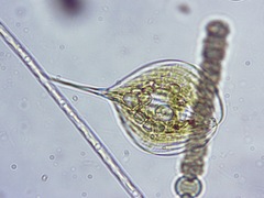 Phacus longicauda
