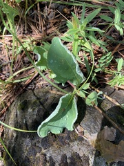 Phyllocoptes triacis