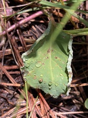 Phyllocoptes triacis