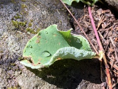 Phyllocoptes triacis