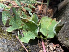 Phyllocoptes triacis