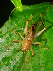 Ocellarnaca furcifera