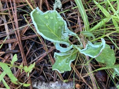 Phyllocoptes triacis