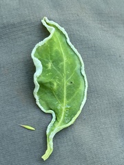 Phyllocoptes triacis