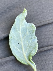 Phyllocoptes triacis