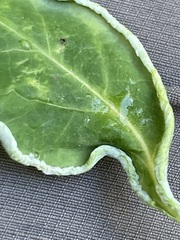 Phyllocoptes triacis