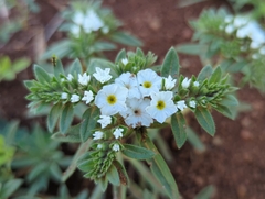 Euploca limbata