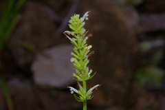 Agastache pallidiflora