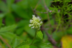 Agastache pallidiflora