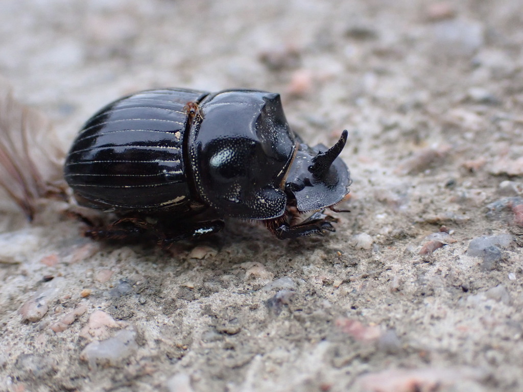 Copris sinicus