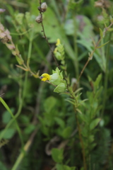 Rhinanthus serotinus aestivalis
