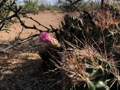 Coryphantha macromeris macromeris