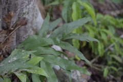 Leptochilus ellipticus