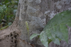 Leptochilus ellipticus