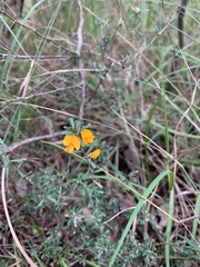 Pultenaea parviflora