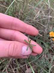 Pultenaea parviflora