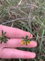Pultenaea parviflora