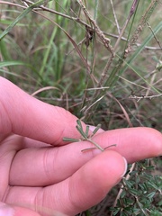 Pultenaea parviflora