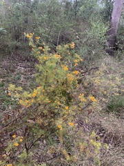 Dillwynia sieberi