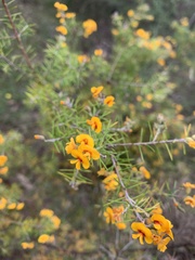 Dillwynia sieberi