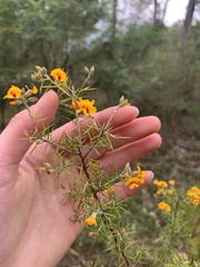 Dillwynia sieberi