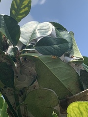 Oecophylla smaragdina