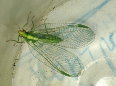 Chrysoperla carnea