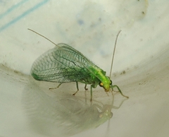 Chrysoperla carnea