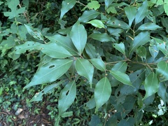 Cinnamomum philippinense