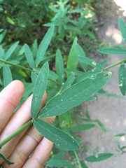 Desmodium sessilifolium
