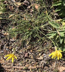 Pseudopodospermum crocifolium