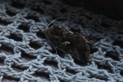 Autographa mandarina