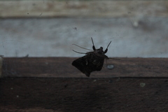 Autographa mandarina