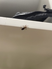 Hypodrassodes maoricus