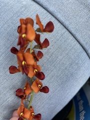 Swainsona stipularis