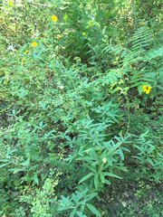 Desmodium sessilifolium