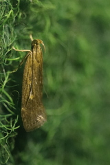 Helcystogramma triannulella
